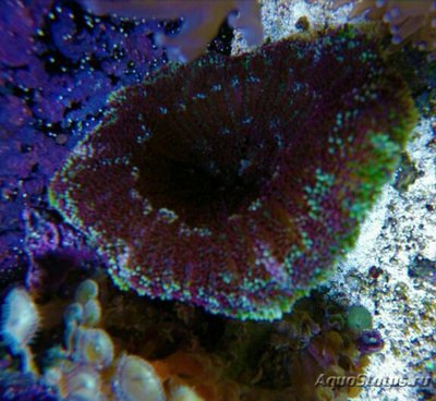 Анемон Мин Макс, или Стиходактила сп. 01 (Stichodactyla sp.01/Dwarf Anemone)
