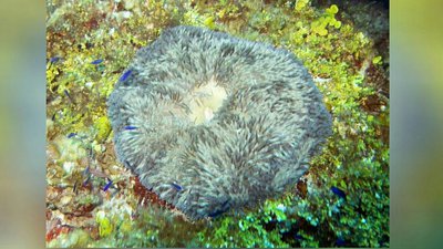 Анемон Стиходактила солнечнaя (Stichodactyla helianthus)