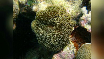 Анемон Стиходактила солнечнaя (Stichodactyla helianthus)