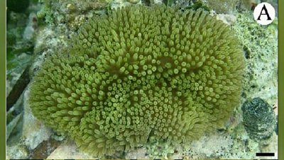 Анемон Стиходактила солнечнaя (Stichodactyla helianthus)