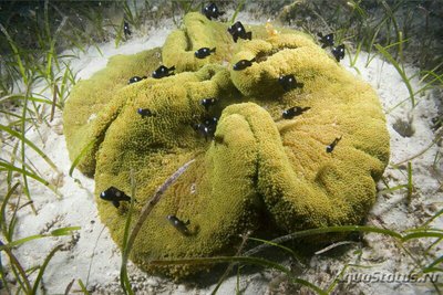 Анемон Мертена, или Стиходактила мертензии (Stichodactyla mertensii)