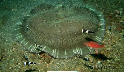 Анемон Мертена, или Стиходактила мертензии (Stichodactyla mertensii)
