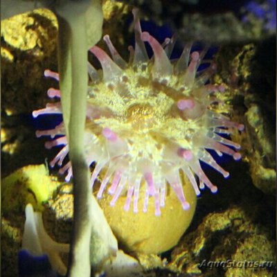 Анемон клубный, или Телматактис сп.01 (Telmatactis sp.01/Сlub Anemone)