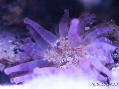 Анемон клубный, или Телматактис сп.01 (Telmatactis sp.01/Сlub Anemone)
