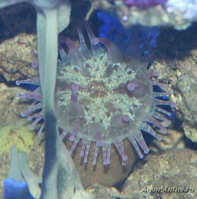 Анемон клубный, или Телматактис сп.01 (Telmatactis sp.01/Сlub Anemone)