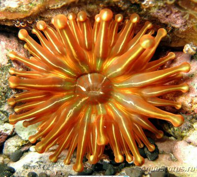 Анемон клубный (Telmatactis sp.02/Club Anemone)