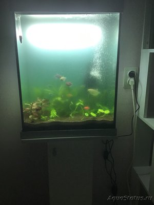 Цветение воды, зеленая вода, позеленела аквариум