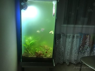 Цветение воды, зеленая вода, позеленела аквариум