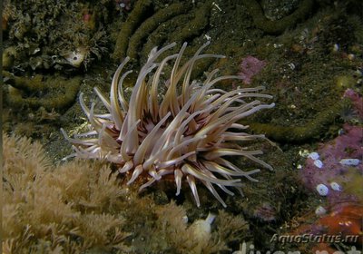 Фото Анемон рождественский, или Крапивница крассикорнис Urticina crassicornis (photo#139713)