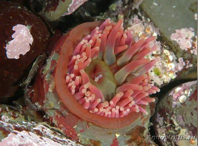 Фото Анемон рождественский, или Крапивница крассикорнис Urticina crassicornis (photo#139715)