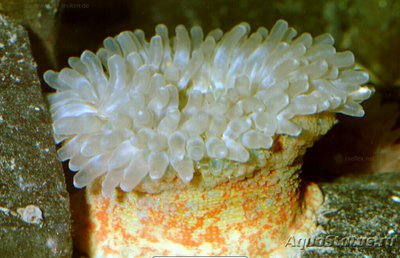 Анемон Рождественский (Urticina sp.)