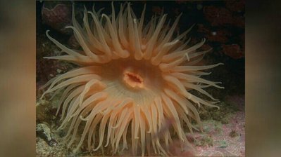Анемон антарктический (Urticinopsis antarctica)