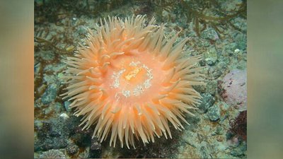 Анемон антарктический (Urticinopsis antarctica)