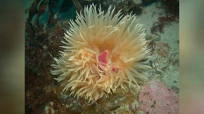 Анемон антарктический (Urticinopsis antarctica)
