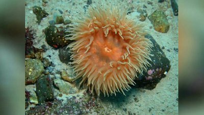 Анемон антарктический (Urticinopsis antarctica)