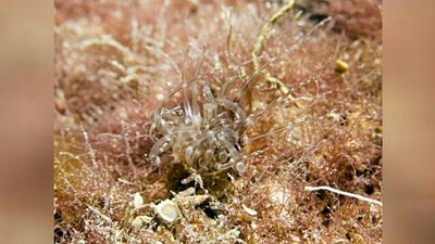 Цилиндрическая роза Арахнантус олигоподус (Arachnanthus oligopodus)