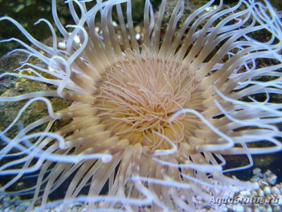 Цилиндрическая роза Цериантус филиформис (Cerianthus filiformis)
