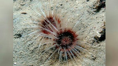 Цилиндрическая роза Цериантус ллойдий (Cerianthus lloydii)