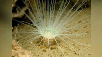 Цилиндрическая роза Цериантус ллойдий (Cerianthus lloydii)