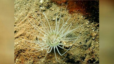 Цилиндрическая роза Цериантус ллойдий (Cerianthus lloydii)