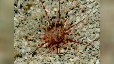 Цилиндрическая роза Цериантус ллойдий (Cerianthus lloydii)