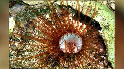 Цилиндрическая роза Цериантус ллойдий (Cerianthus lloydii)