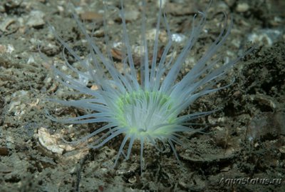 Цилиндрическая роза Цериантус ллойдий (Cerianthus lloydii)