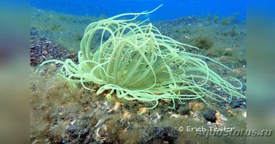 Цилиндрическая роза Цериантус перепончатый (Cerianthus membranaceus)