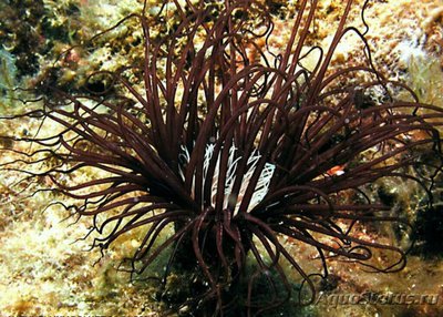 Цилиндрическая роза Цериантус перепончатый (Cerianthus membranaceus)