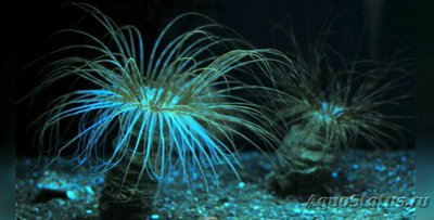 Цилиндрическая роза Цериантус перепончатый (Cerianthus membranaceus)
