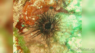 Цилиндрическая роза Цериантус перепончатый (Cerianthus membranaceus)