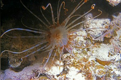 Цилиндрическая роза ( Isarachnanthus nocturnus )
