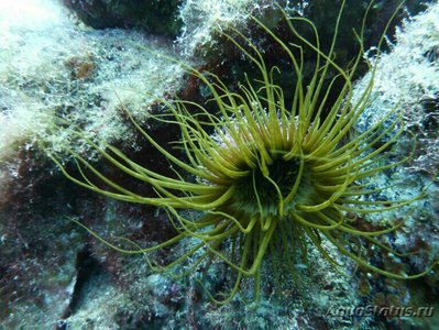 Цилиндрическая роза Пахицериантус дорни (Pachycerianthus dohrni)