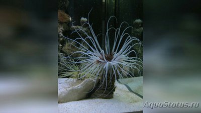 Цилиндрическая роза Пахицериантус дорни (Pachycerianthus dohrni)