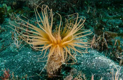 Цилиндрическая роза Пахицериантус фимбриатус (Pachycerianthus fimbriatus)