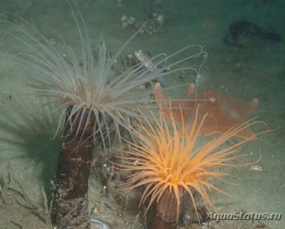 Цилиндрическая роза Пахицериантус фимбриатус (Pachycerianthus fimbriatus)