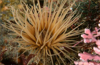Цилиндрическая роза Пахицериантус фимбриатус (Pachycerianthus fimbriatus)