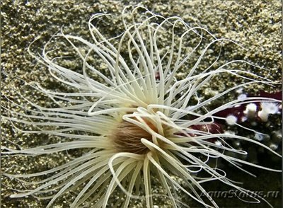 Цилиндрическая роза Пахицериантус фимбриатус (Pachycerianthus fimbriatus)