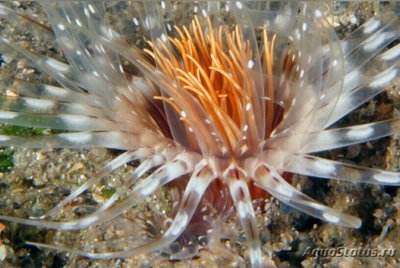 Цилиндрическая роза Пахицериант инсигнис (Pachycerianthus insignis)