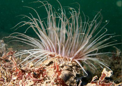 Цилиндрическая роза Пахицериант длиннолистный (Pachycerianthus longistriatus)