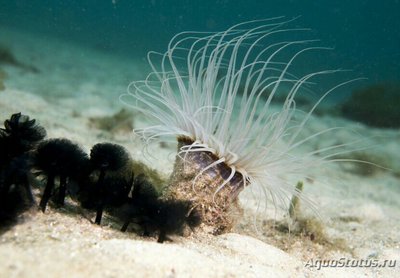 Цилиндрическая роза Пахицериант длиннолистный (Pachycerianthus longistriatus)
