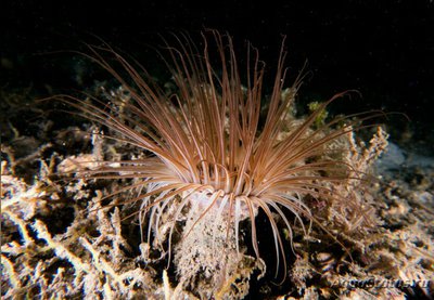 Цилиндрическая роза Пахицериант длиннолистный (Pachycerianthus longistriatus)