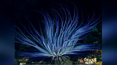 Цилиндрическая роза, или трубчатый анемон  Пахицериант магнус (Pachycerianthus magnus)