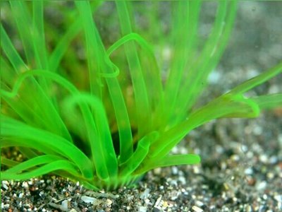 Цилиндрическая роза, или трубчатый анемон  Пахицериант магнус (Pachycerianthus magnus)