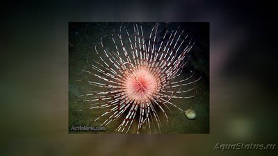 Цилиндрическая роза Пахицериант мультипликатус (Pachycerianthus multiplicatus)