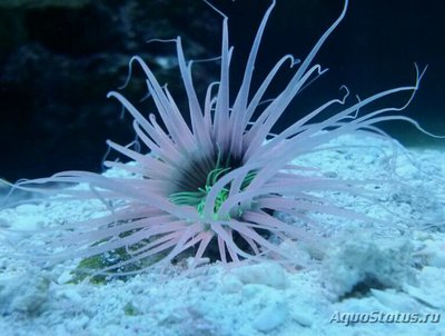 Цилиндрическая роза, или трубчатый анемон (Pachycerianthus sp.)