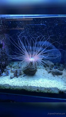 Цилиндрическая роза, или трубчатый анемон (Pachycerianthus sp.)