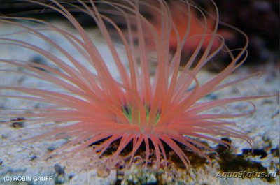 Цилиндрическая роза, или трубчатый анемон (Pachycerianthus sp.)