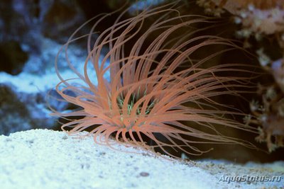 Цилиндрическая роза, или трубчатый анемон (Pachycerianthus sp.)