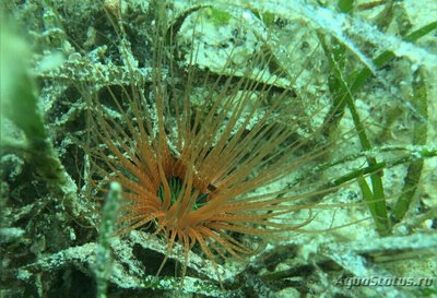 Цилиндрическая роза, или трубчатый анемон (Pachycerianthus sp.)
